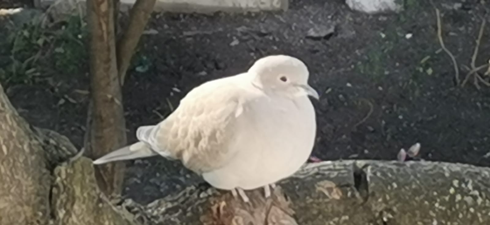 Streptopelia decaocto